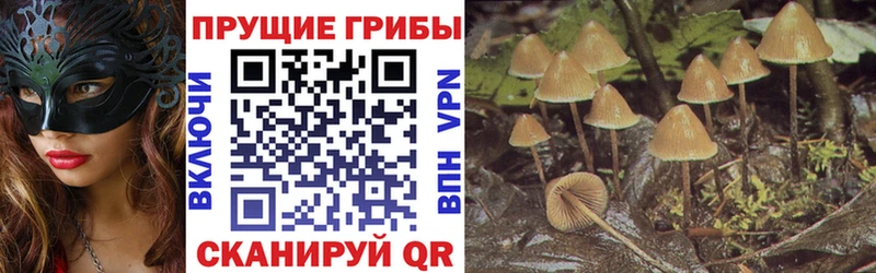 как найти   Ноябрьск  Галлюциногенные грибы мицелий 